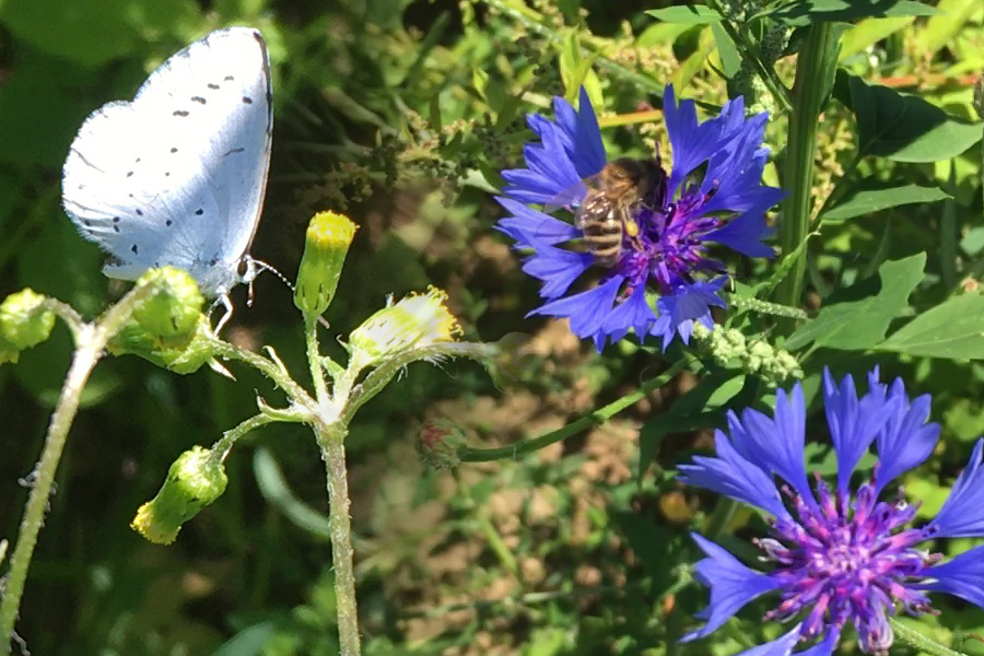 Flora sucht Fauna